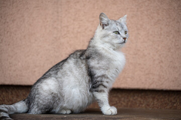 Beautiful portrait of scottish straight cat on a wooden bench. Grey striped scottish straight-eared cat