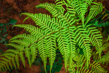 Plant branch with small petals