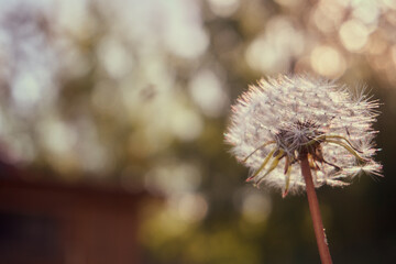 Dandelion on a blurry background, bokeh and glare. Soft selective selective focus. Abstract photo of a fluffy dandelion