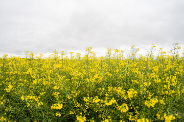 Obraz premium background of yellow rapeseed flowers bloom on the field, 