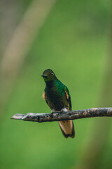 Fototapeta premium Hermoso colibrí / colibrí sentado / colibrí en reposo / colibrí / aves pequeñas / aves colombianas / ave polinizador 