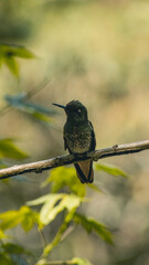 Hermoso colibrí / colibrí sentado / colibrí en reposo / colibrí / aves pequeñas / aves colombianas / ave polinizador 