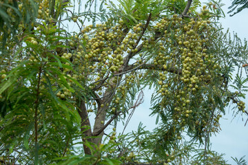 amla growing on trees in rural areas and forests is  healthy rich nutrition fruit.in  local language it is called as nellikkaai, rich in vitamins minerals. best for glowing skin and young look