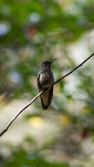 Hermoso colibrí / colibrí sentado / colibrí en reposo / colibrí / aves pequeñas / aves colombianas / ave polinizador  © JuanDiego