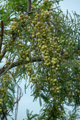 amla growing on trees in rural areas and forests is  healthy rich nutrition fruit.in  local language it is called as nellikkaai, rich in vitamins minerals. best for glowing skin and young look