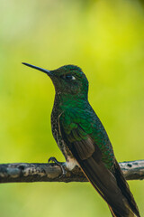 Fototapeta na wymiar Hermoso colibrí / colibrí sentado / colibrí en reposo / colibrí / aves pequeñas / aves colombianas / ave polinizador 