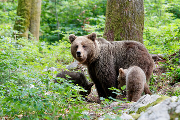 Wild brown bear mother with her cubs walking and searching for food in the forest and mountains of the Notranjska region in Slovenia