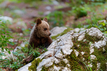 Brown bear - close encounter with wild brown bear cub in the forest and mountains of the Notranjska...