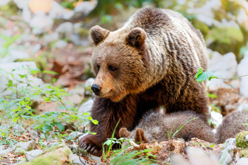 Wild brown bear mother with her cubs walking and searching for food in the forest and mountains of...