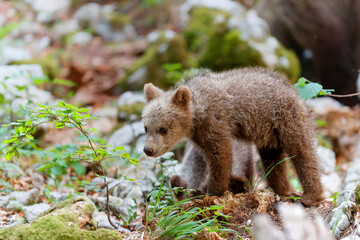 Brown bear - close encounter with wild brown bear cub in the forest and mountains of the Notranjska region in Slovenia