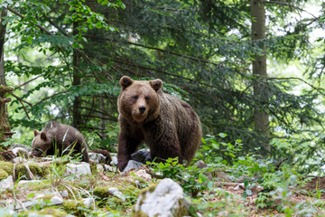 Wild brown bear mother with her cubs walking and searching for food in the forest and mountains of...