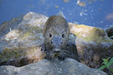 Nutria auf einem sTein