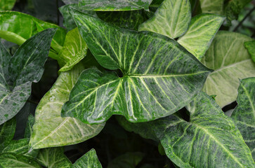 Tropical variegated arrowhead plant  Syngonium  'White Butterfly'. Growing tropical  house and office plants concept.