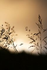 Green grass background in sunlight. Bright bokeh. Soft focus.