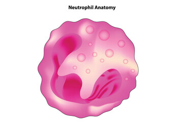 neutrophil anatomy
