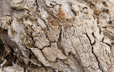 Detail of the bark of a dead old tree in Leon, Spain