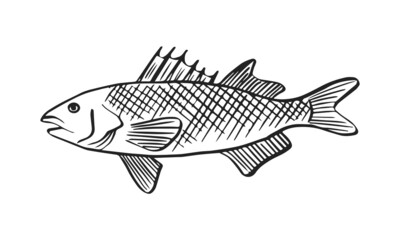 Vector sketch illustration of sea fish. Outline sihouette of sea bass. Black engraving. Hand drawn underwater animal isolated on white