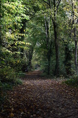 Fototapeta premium Autumn. Canal walk, Kilkenny.