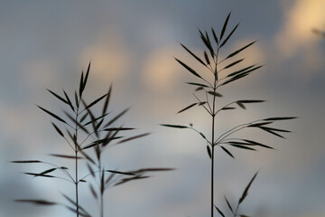 Green grass background in sunlight. Bright bokeh. Soft focus.