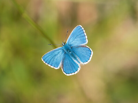 Adonis Blue Butterfly. Wings Open.