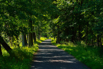 Hiking trail in the woods