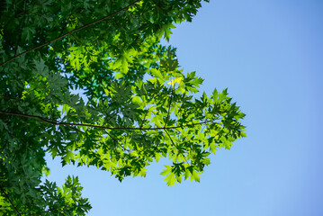 Fototapeta premium Green Oak leaves on a tree with blue skies