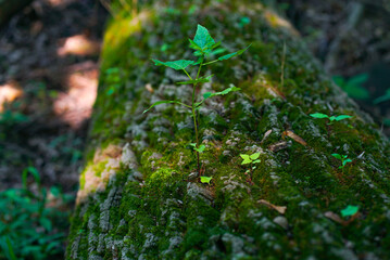 Plants growing out of tree trunk