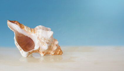 Fototapeta na wymiar seashell with drops of water in the rays of sunlight on a blue background.