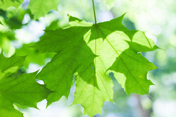 Background from green leaves of a tree in bright sunshine.