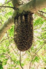 Pszczoły miód ul - obrazy, fototapety, plakaty