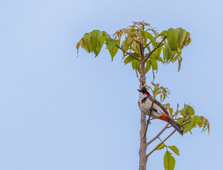 A Red Whiskered Bul Bul