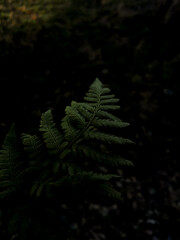 fern in the night