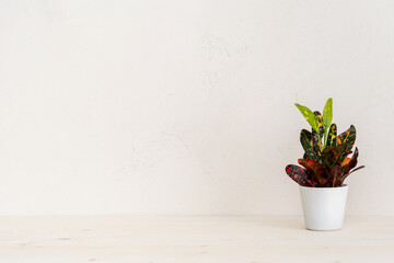 Succulent plant on the table in flowerpot against bright grey wall.	