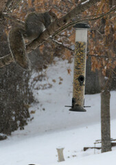 Squirrel on Branch