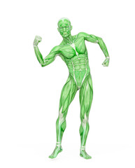 average man muscle maps is doing a can do it pose