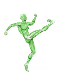 average man muscle maps is kicking up