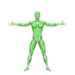 average man muscle maps is with arms and legs open