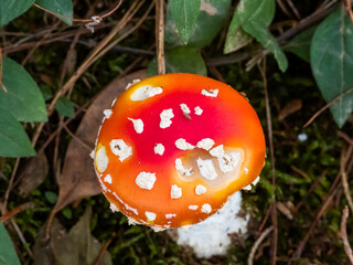 Cute small red and white mushroom (Amanita muscaria), view from above. The mushroom of fairy tales. Enchanted forest.