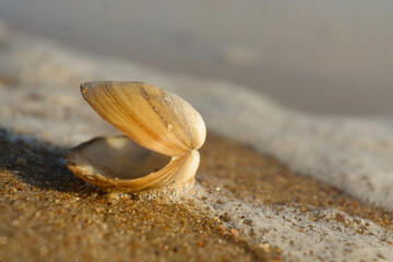 Cucharita de mar 