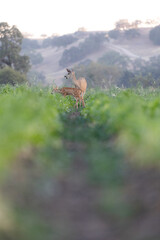 Deer Eating in an Agriculture Field