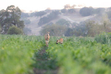 Deer Disturbing Agriculture Fields, Deer Grazing Row Crops