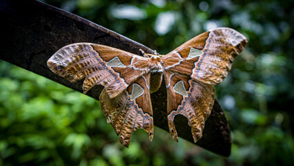 Polilla en la selva