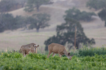 Santa Barbara County Wildlife Sighting Deer 2022