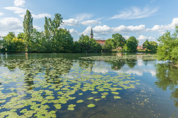 Obraz premium Village by river with water lilies in spring.