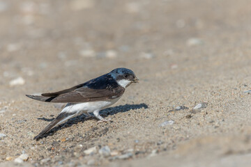 House martin (Delichon urbicum) on the ground to recover mud with which it builds its nest.