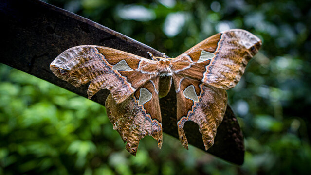 Polilla en la selva