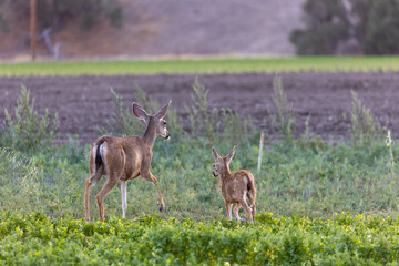 Los Olivos Wildlife, California Wild Deer, 2022