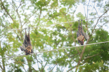 Two bats died in the electric shock