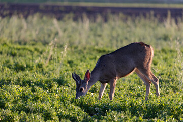 Deer Eating Crops from Vegetable Farmer in California
