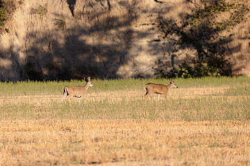 Deer on Ranchlands in Los Olivos California